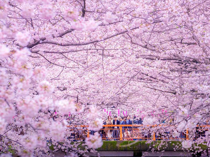 mùa hoa anh đào nở ở Nhật bản